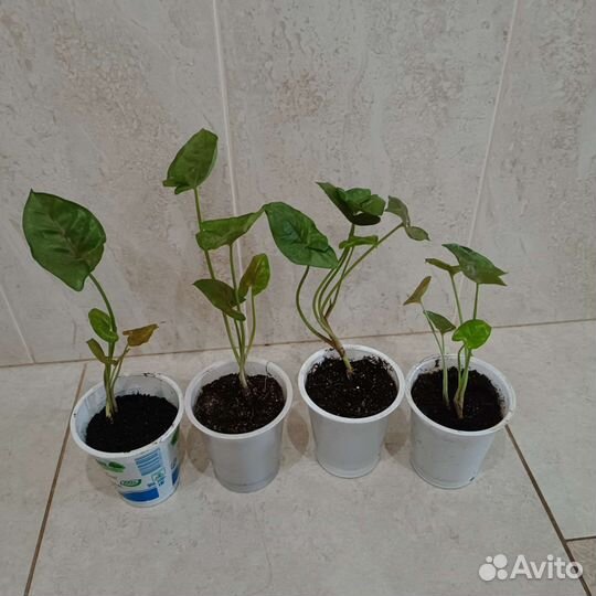 Сингониумы, аспидистра, лудизия