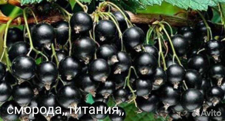 Пладово ягодные и цветущие для украшения растения