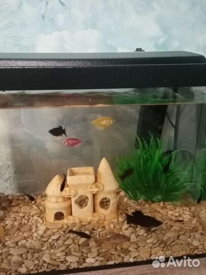 Аквариумные рыбки