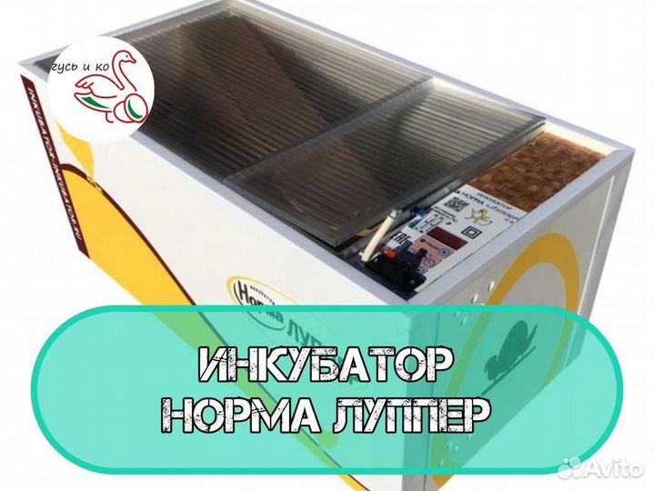 Инкубатор норма Лупер