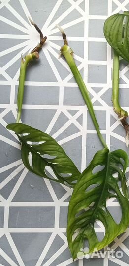 Сингониум монстера молочай хойя альтернантера