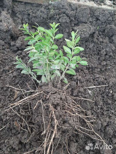 Кустарники