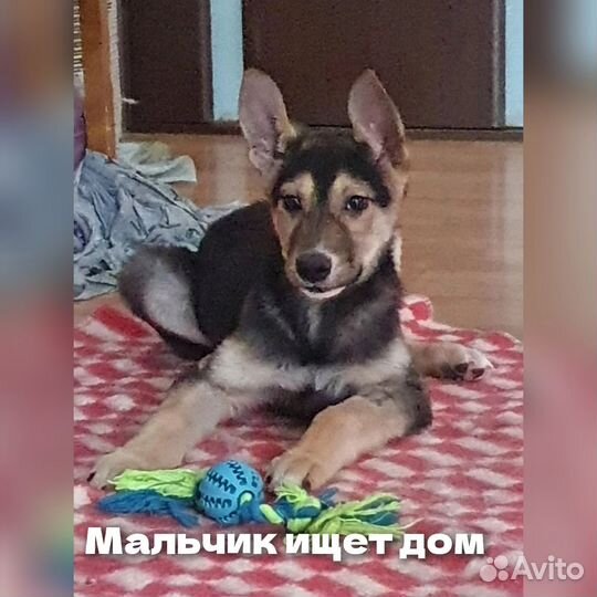 Ищут дом щенки(мальчики)