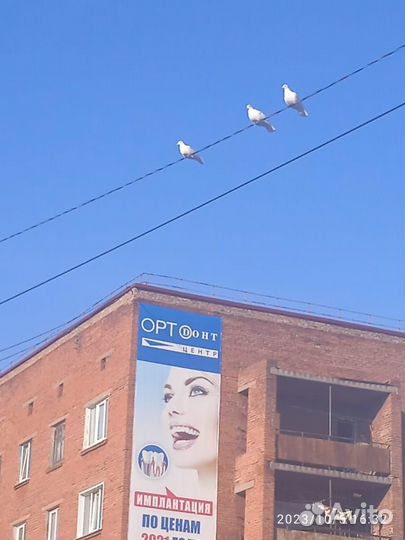 Белые голуби