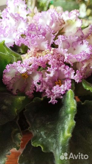 Фиалка ав-Герда листовые черенки срез