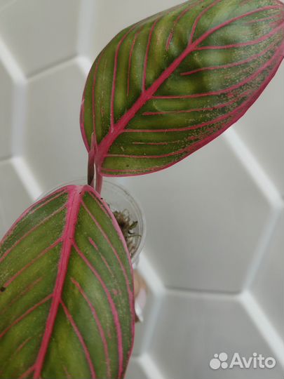Аглаонема Lipstick