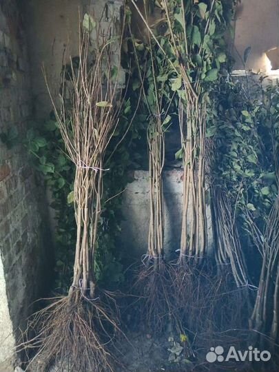 Саженцы черешни