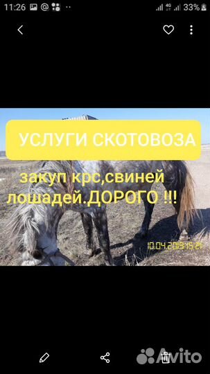 Перевозка с/х животных