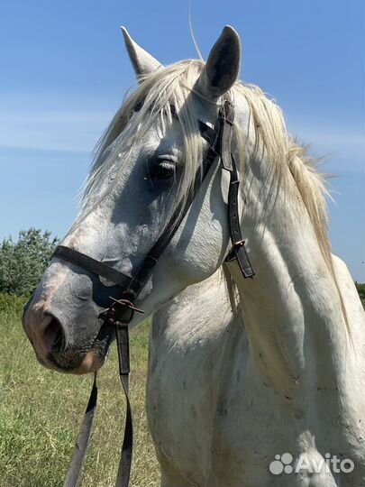 Жеребец русский рысак