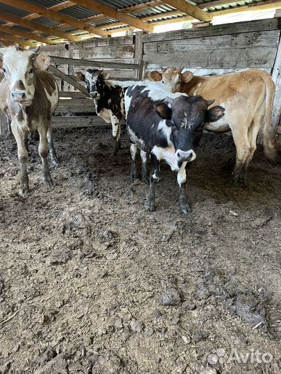 Бычки и Телочки