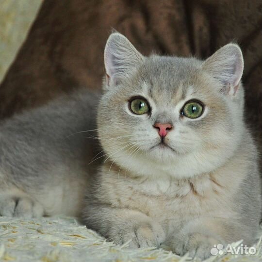 Британская золотая шиншилла