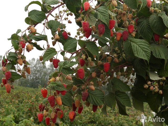 Малина традиционная и ремонтантная