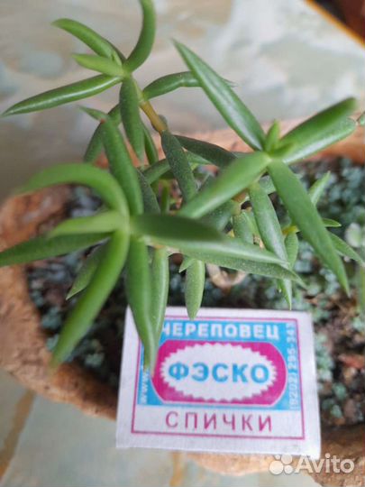 Суккуленты