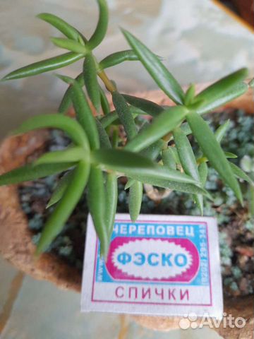 Суккуленты