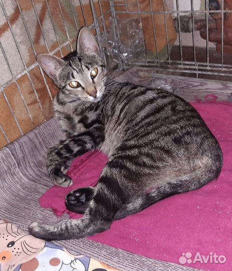 Тигруше очень нужен дом