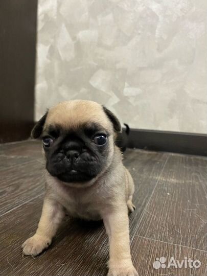 Щенки мопса