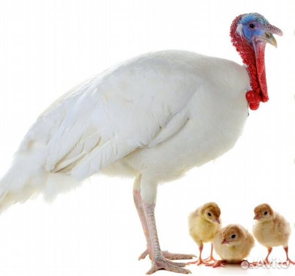 Инкубационное яйцо бройлера