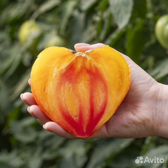 Мадрид F1 гибрид желтого томата Clause 1000 шт