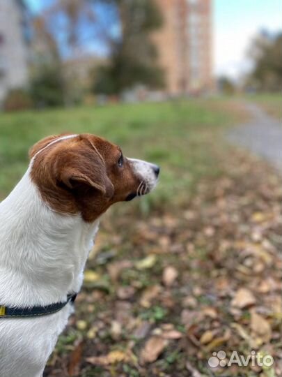 Джек Рассел терьер