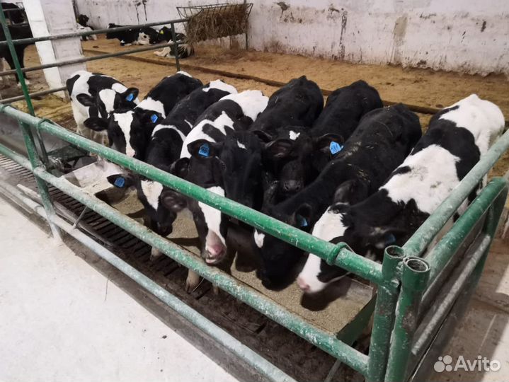 Телята мясной породы бычки