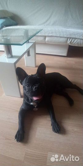 Домашняя передержка питомцев. Дрессировка