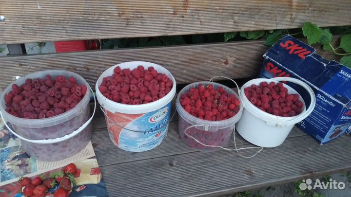 Малина 5л Собрана час назад. Киселевка