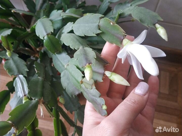 Декабрист белый и Клеродендрум томпсона