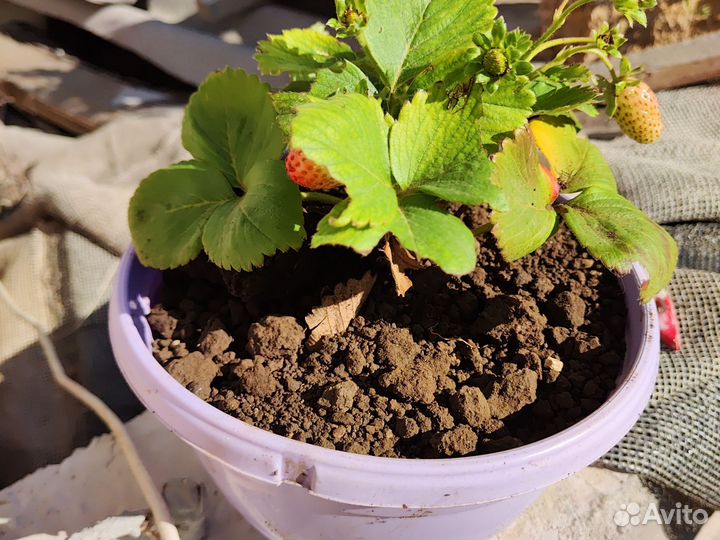 Рассада земляники