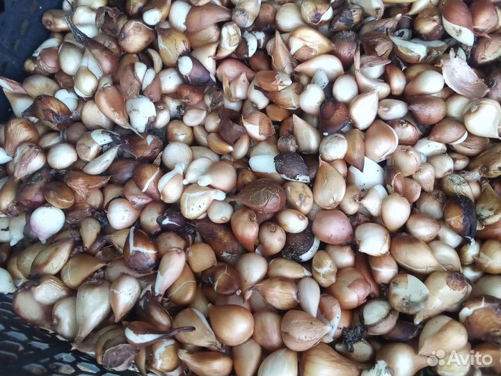 Луковицы голландских тюльпанов