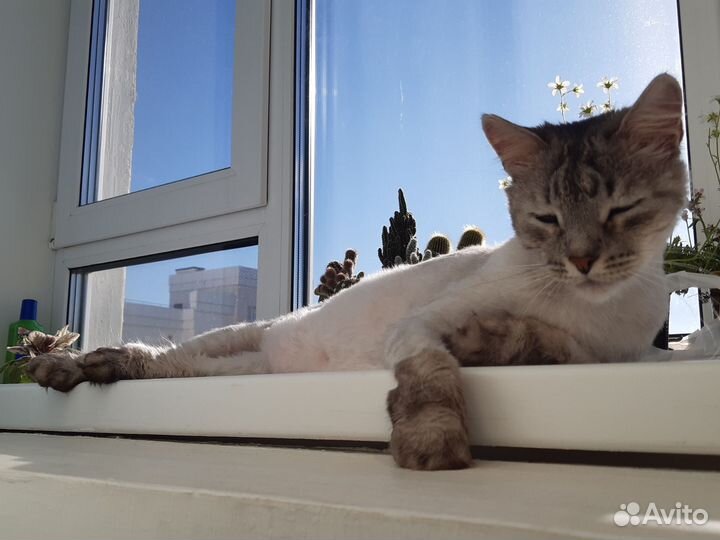 Ласковый игривый котик ждёт нового хозяина