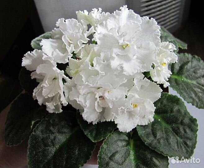 Сортовые фиалки