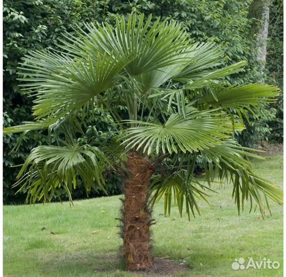 Саженцы зимостойкой пальмы трахикарпус