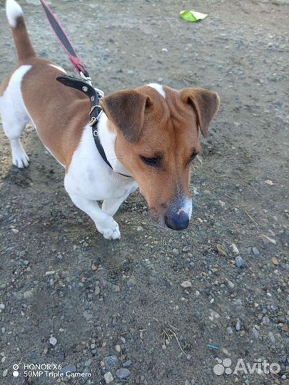 Джек рассел терьер