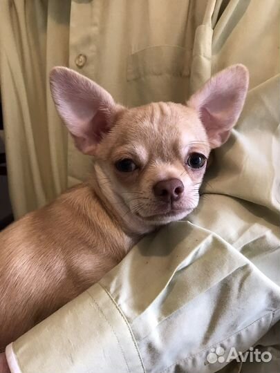 Мальчик подрощенный