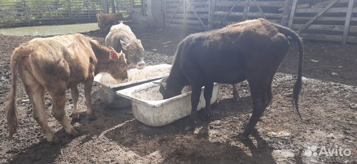 Телята бычки