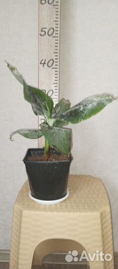 Банан карликовый Кавендиш 