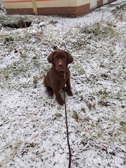 Шоколадный лабрадор на вязку