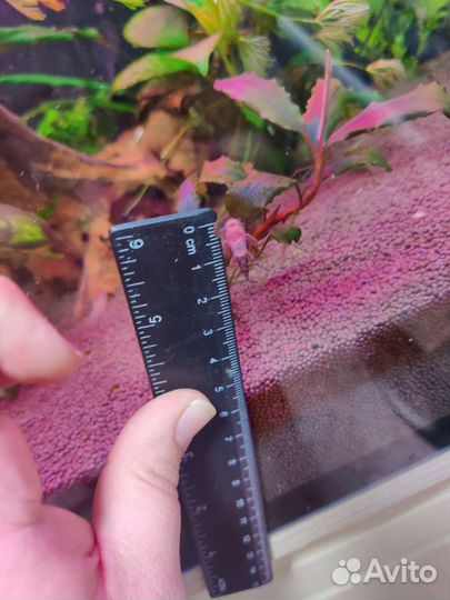 Мальки Сома Анциструса вуалевого и обычного