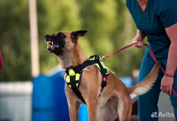 Щенки малинуа для вас