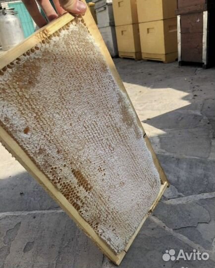 2023 Мед майский, липовый, цветочный, гречишный