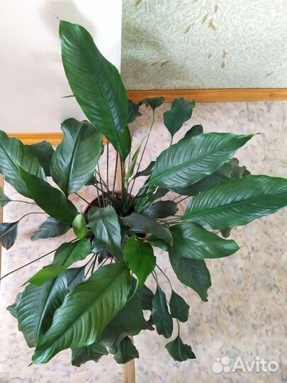 Спатифиллум