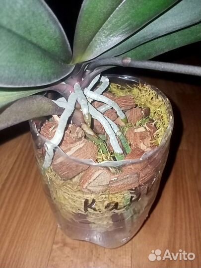 Орхидея фаленопсис