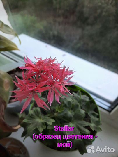 Пеларгония герань сортовая