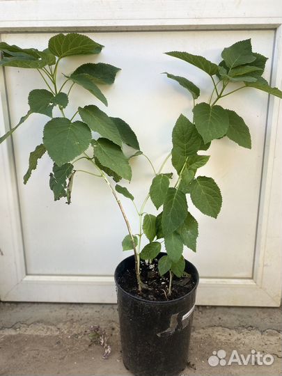 Гортензия Анабель