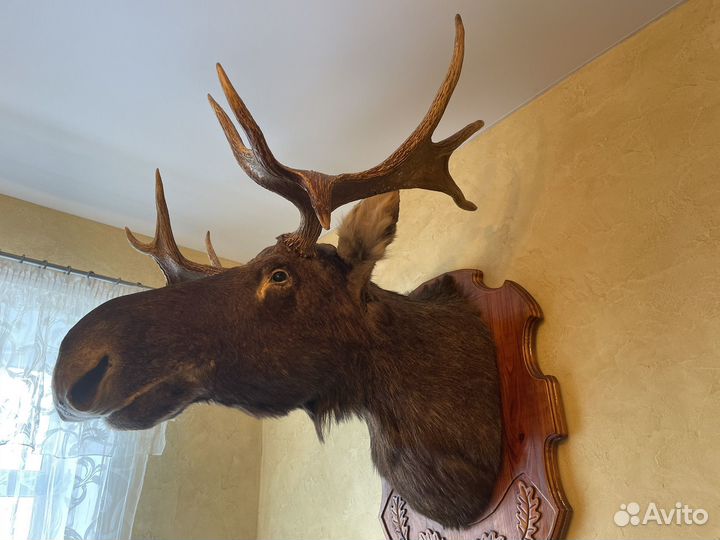 Чучело голова лося