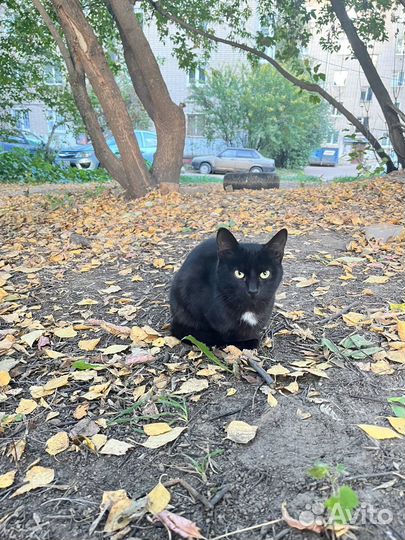 Котик и кошечка ищут дом