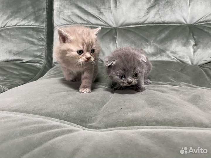 Шотландская вислоухая