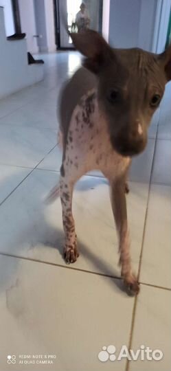 Щенок агт терьера