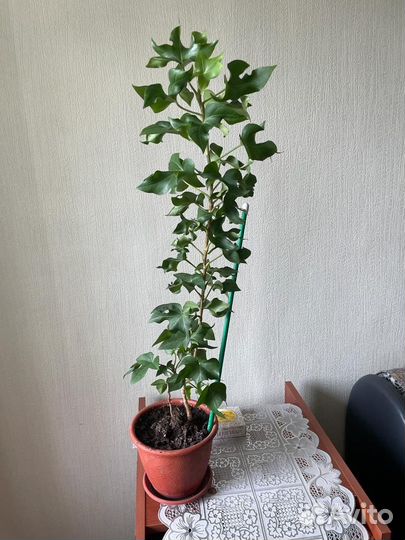 Цветы комнатные