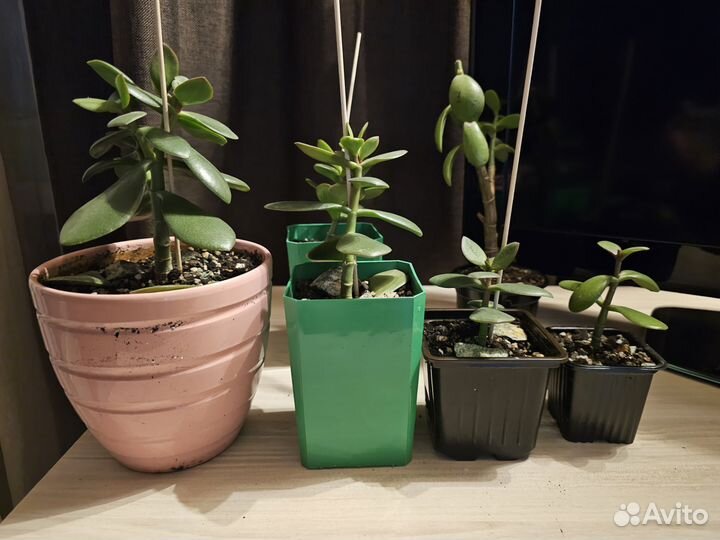 Крассула толстянка денежное дерево